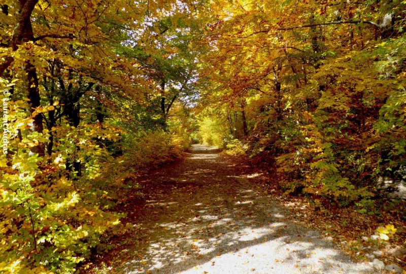 La forêt de Saint-Maurice à Dieulefit - 0