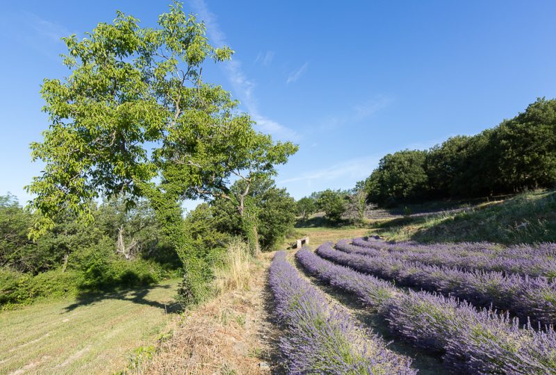 Massage au coeur des champs de lavande. L’essentiel de Lavande à La Bégude-de-Mazenc - 3