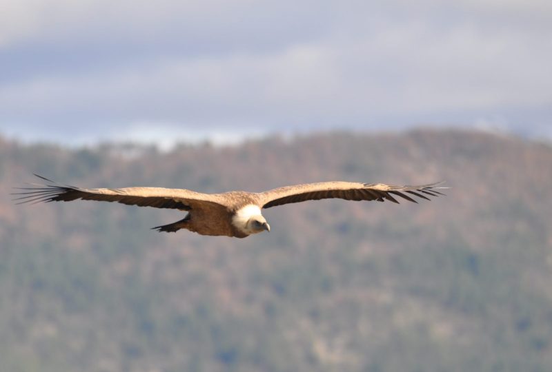 Vultures Museum à Rémuzat - 1