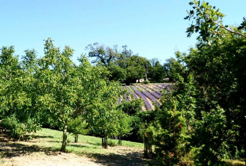 Entre lavandes et châtaigniers à Dieulefit - 0