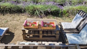 Sumptuous picnic surrounded by lavender