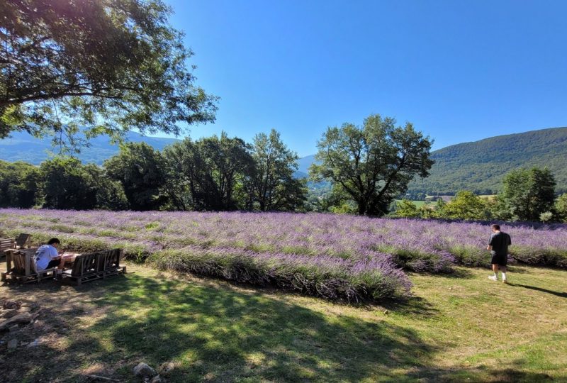 Sumptuous picnic surrounded by lavender – L’Essentiel de Lavande à La Bégude-de-Mazenc - 2