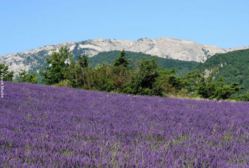 L’adret de la Lionne à Teyssières - 0