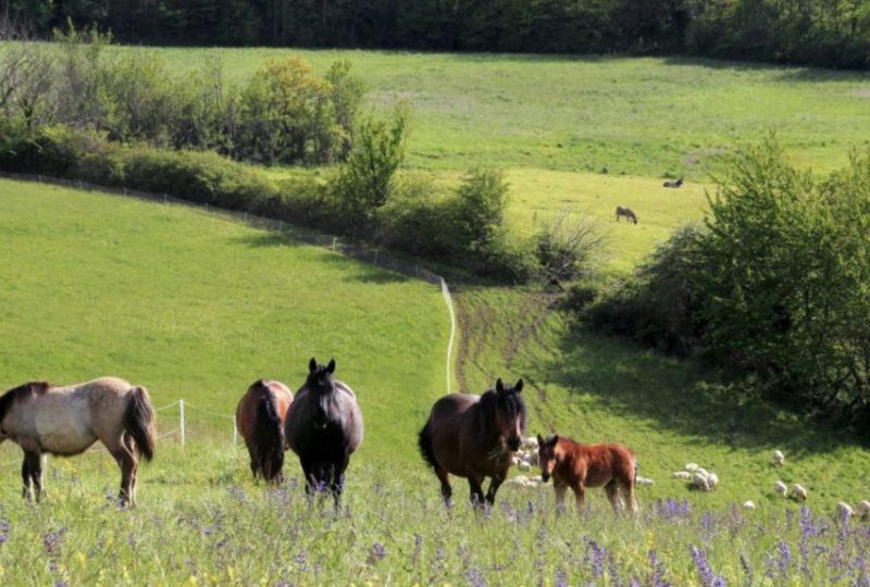 La roulotte du Panicaut à Francillon-sur-Roubion - 20