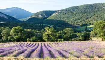 Sumptuous picnic surrounded by lavender – L’Essentiel de Lavande_La Bégude-de-Mazenc