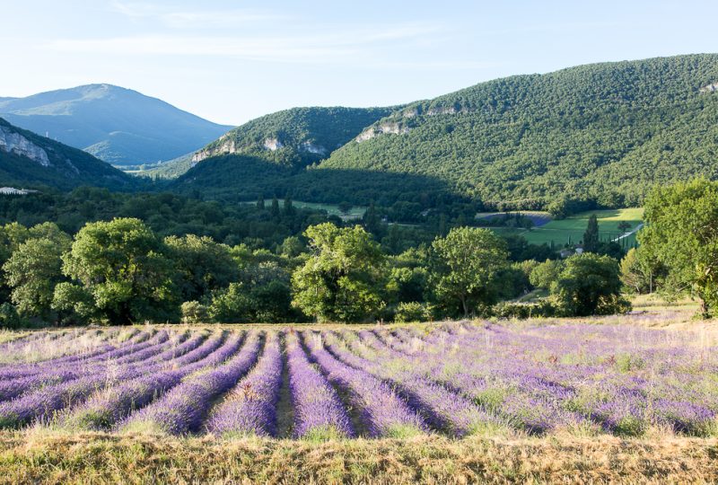 Sumptuous picnic surrounded by lavender – L’Essentiel de Lavande à La Bégude-de-Mazenc - 0