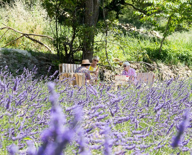 Sumptuous picnic surrounded by lavender – L’Essentiel de Lavande à La Bégude-de-Mazenc - 5