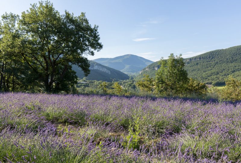 Atelier  de fabrication de cosmétiques Bio. L’essentiel de lavande. à La Bégude-de-Mazenc - 4