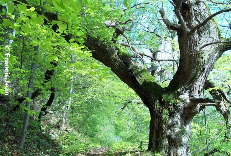 La Draille des chèvres à Rochebaudin - 0