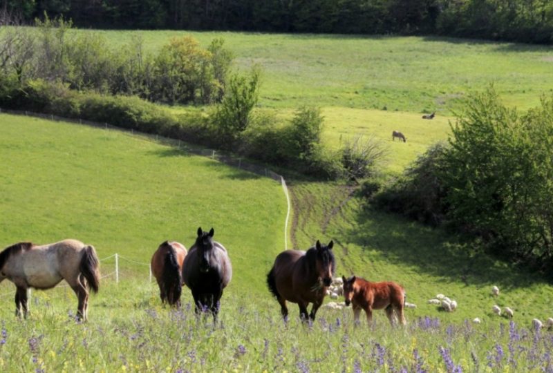 Le Panicaut – Chambres d’Hôtes à Francillon-sur-Roubion - 17