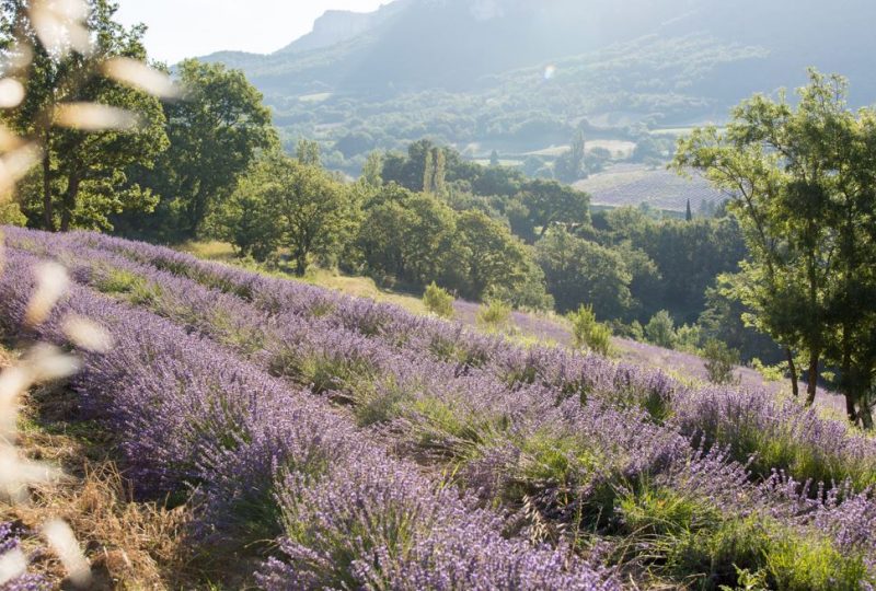 L’Essentiel de Lavande à La Bégude-de-Mazenc - 0