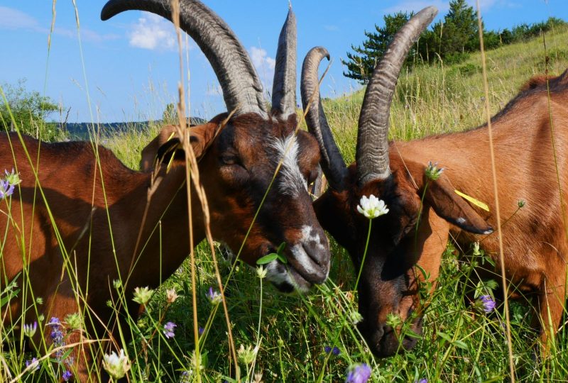 Gaec Les Chévres de Bézaudun à Bézaudun-sur-Bîne - 0