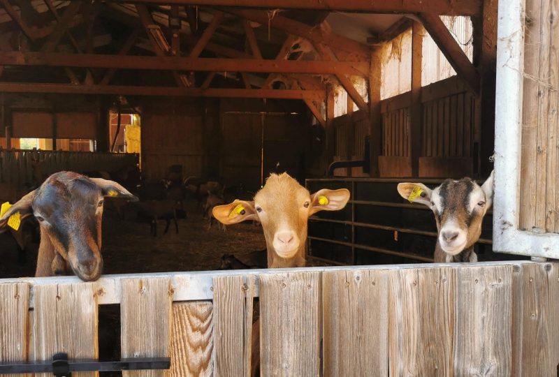 Gaec Les Chévres de Bézaudun à Bézaudun-sur-Bîne - 1