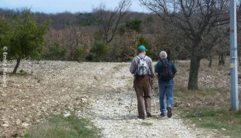 Les forêts d’Aleyrac