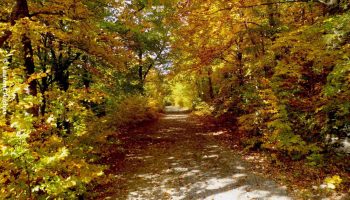 La forêt de Saint-Maurice